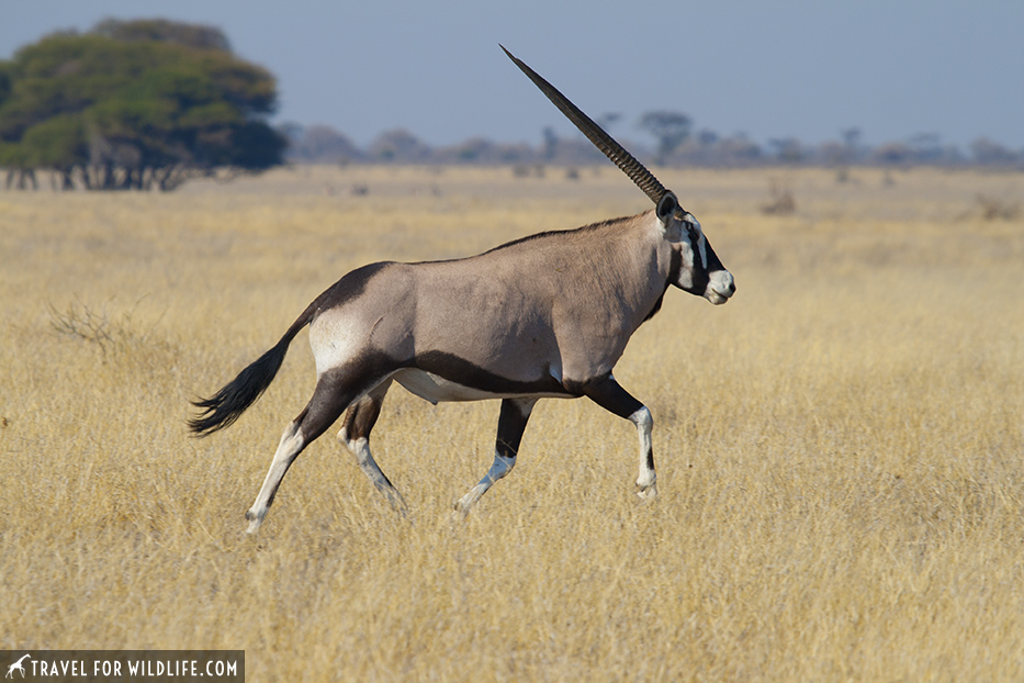 Gemsbox in Central Kalahari Game Reserve, Botswana.