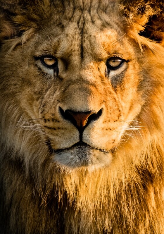 African lion portrait